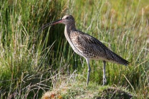 Curlew