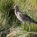 Curlew