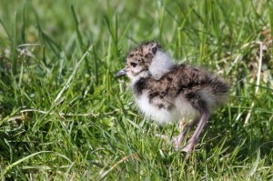 Lapwing chick