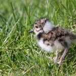 Lapwing chick