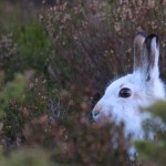 Mountain Hare