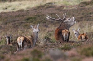 Red Deer