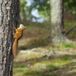 Red Squirrel