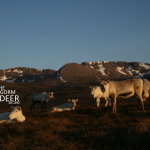 Cairngorm Reindeer Centre