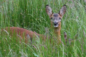 Roe Deer with twins