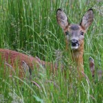 Roe Deer with twins