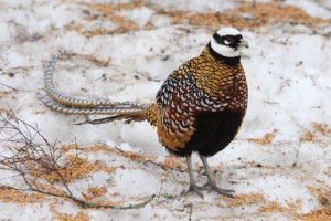 reeves pheasant