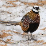 Reeves Pheasant