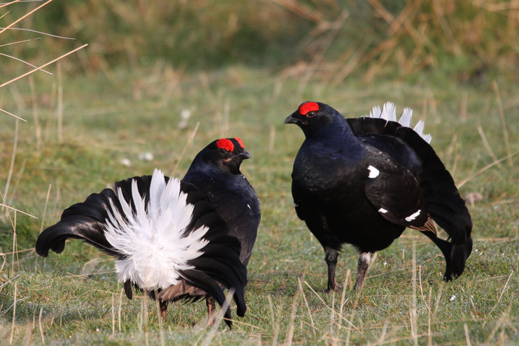 rsz_black_grouse