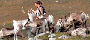 Reindeer