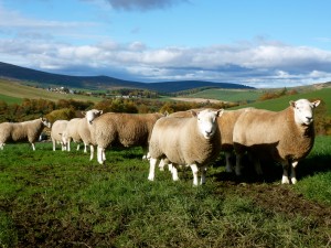 Sheep